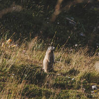 Marmotte au Lauzanier- Parc national du Mercantour © UT - Brendan Le Peru