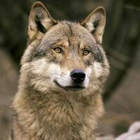 Le loup- espèce protégée présente en Ubaye © PNM - Christian Joulot
