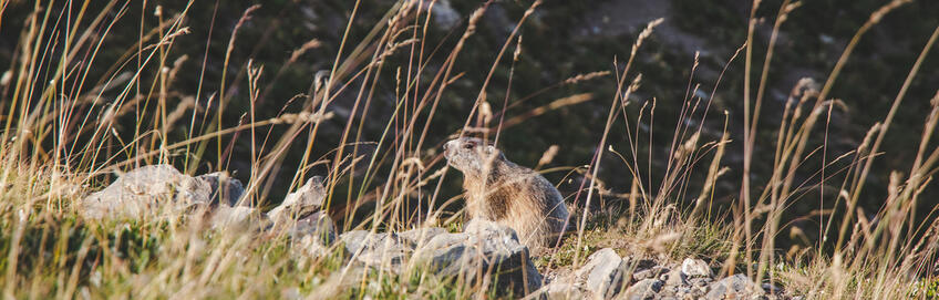 Une marmotte dans le Parc national du Mercantour © UT - Claude Gouron