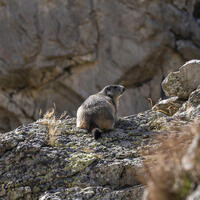 Marmotte dans la Vallée de l'Ubaye © UT-Claude Gouron