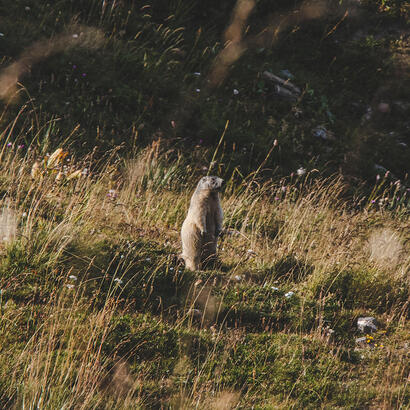 Marmotte dans le Parc national du Mercantour © UT-Brendan Le Peru
