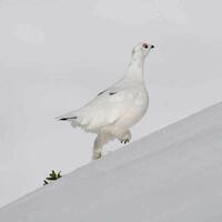Lagopède alpin en plumage d'hiver - Mercantour